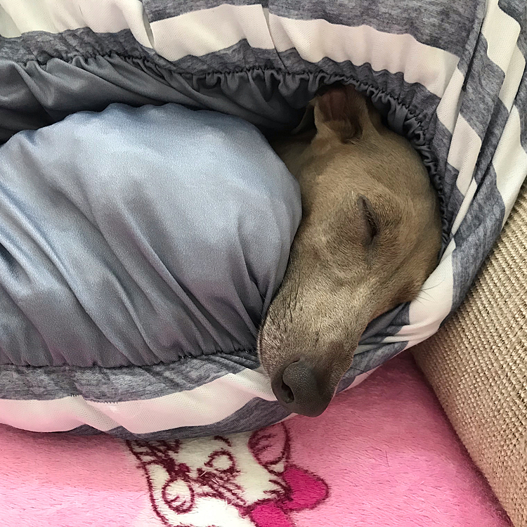 でも、もしかしたら
暑さにはめっぽう強いのかな…と思ったりもする😑
