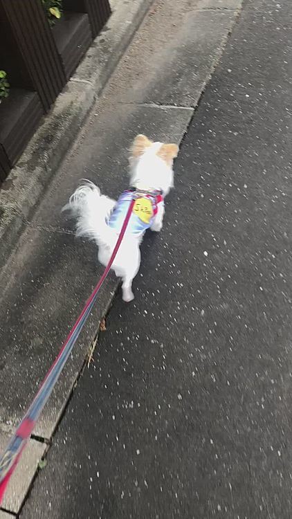 16時からお仕事だったので、その前にお散歩🦮🐾
今日は☁️
気温も昨日より低く、アスファルトも熱くなく、風も少し吹いてたので15時にお散歩決行🦮

元気いっぱいお散歩😊
ダッシュしてました🐕💨
電柱にお手紙が沢山😆
お返事出てないけどね🤣