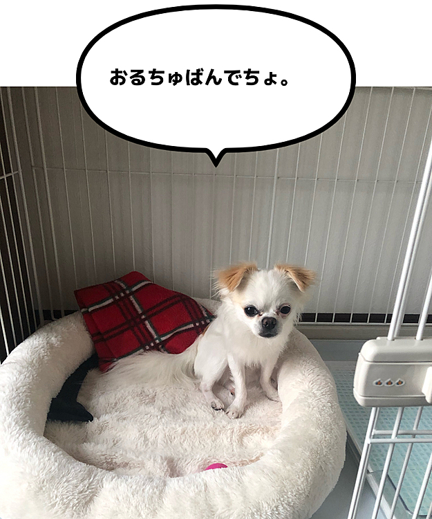 お仕事前支度してると、自らハウスするポコちゃん🏡🐕
お利口さんだね🥰