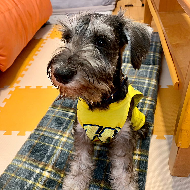 先代犬の洋服が着れるぐらい大きくなりました❣️
嬉しい