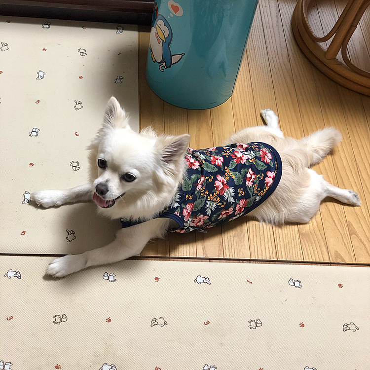 おはようございます☁️
今日から盆休みに入りました🎵
で、油断して二度寝してしもた〜😭
暑くなる前にって思ってたのに〜💦
慌てて小雪のお散歩へ行ってきました🐶