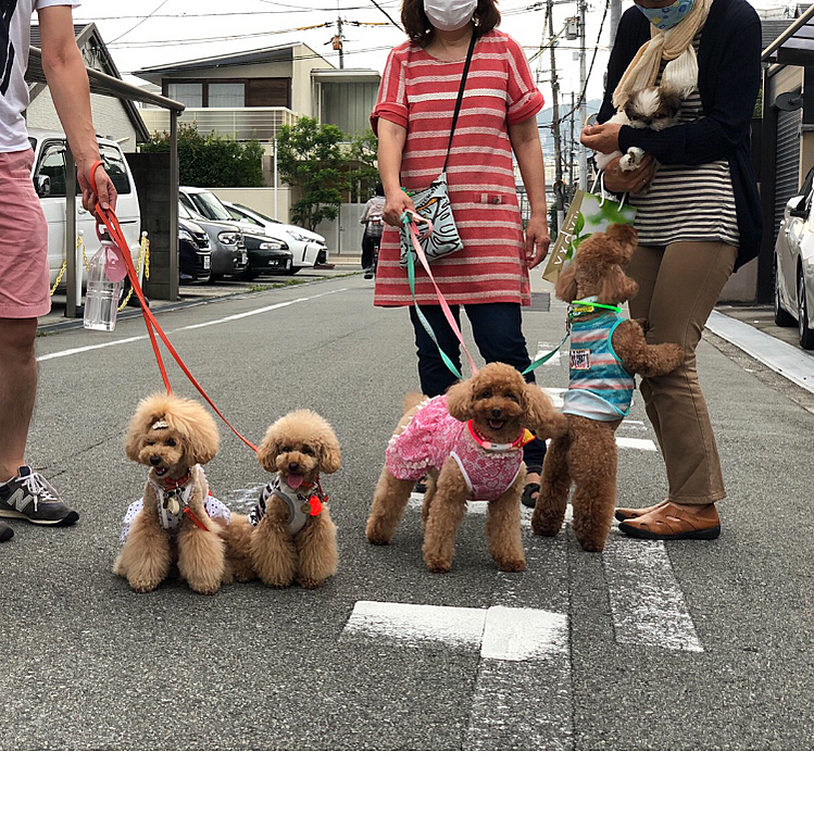 お散歩中に生後2ヶ月のシーズーちゃんと遭遇
トニーちゃん興味津々。