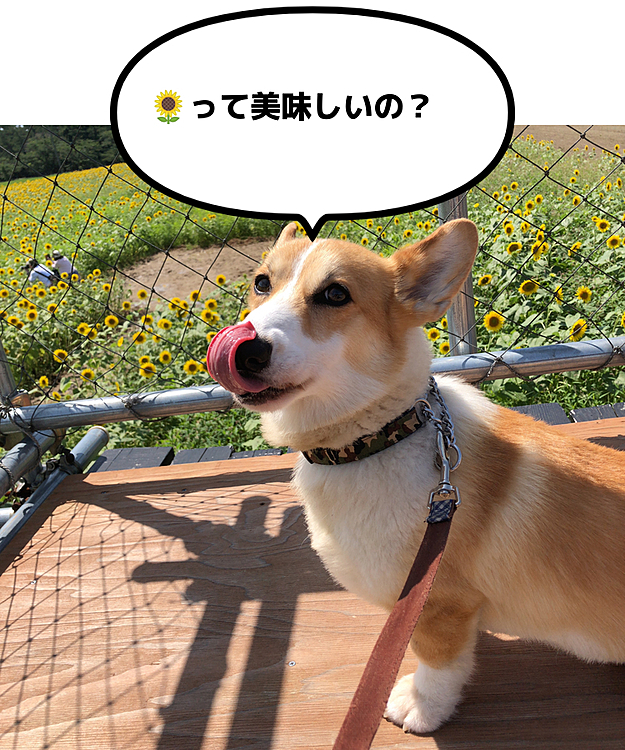 🌻畑に行ってきました😃
沢山咲いてたね😃