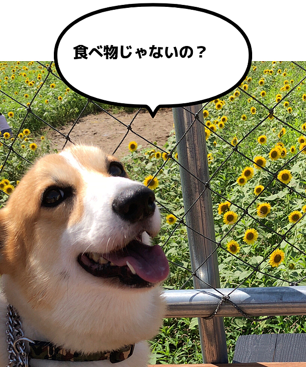 食べれないけど、種は食べれるよ😃
ってハムスターかっ🤣
それにしてもいい笑顔😍
