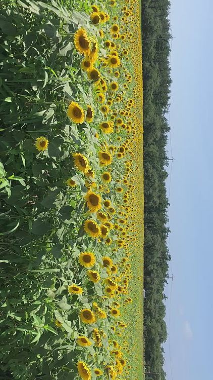 🌻って、元気もらえるお花だよね😃
と、旦那に言ったら😱
それ以上元気になってどうすんの？って💦
え！えっ！えーっ？😱🤣😱🤣