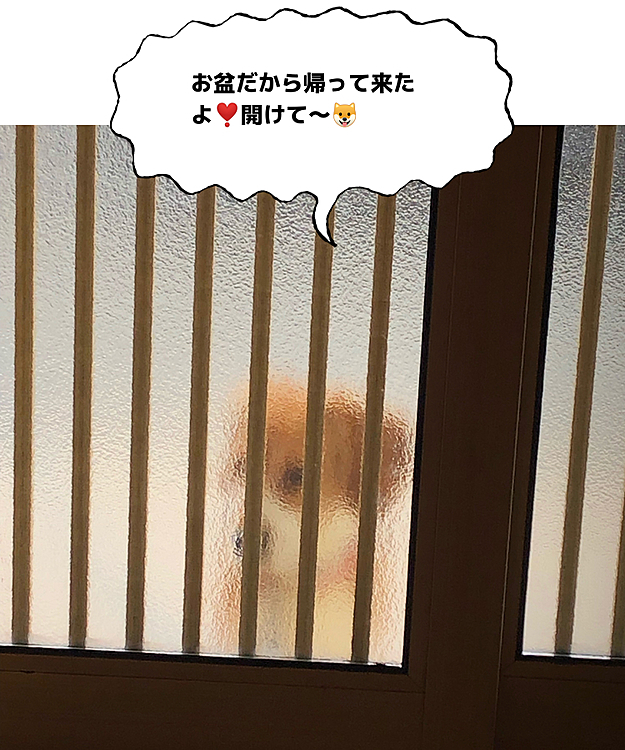 初盆🙏😌💖

ココ、おかえり〜🥰🍀
