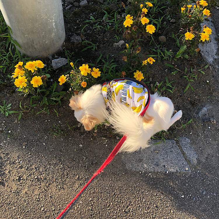 父方母方両方のお墓参りを済ませて夕方、ポコちゃん元気にお散歩🐕🎶
お花にマーキングしてました😅💦