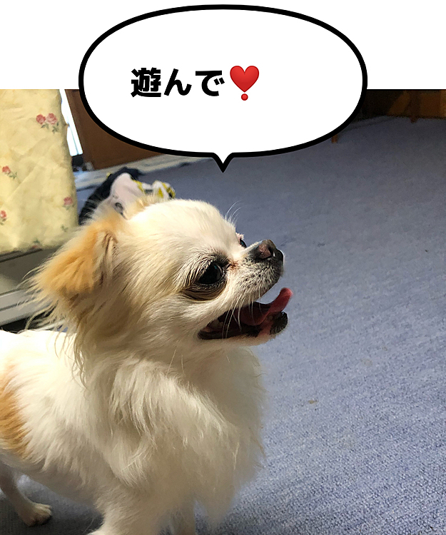 夕食前にMダックスのマロンちゃん(13歳)🐶を連れた叔父がうちに来ました。
マロンちゃんを見た瞬間激吠えするポコちゃん😓
仕方なしにマロンちゃんはお車でお留守番💦
ごめんね🙇‍♀️マロンちゃん😥

叔父にも激吠え😅
しばらくしたら慣れてきて遊んで欲しくてこの笑顔😆
叔父が帰る時立ち上がるとまた激吠えしてました😓💦