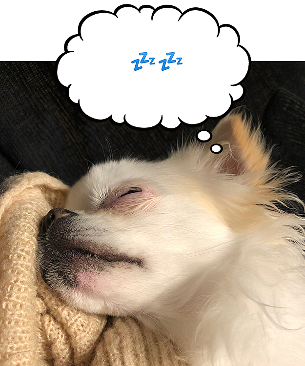 今はもう夢の中😴
ポコちゃんも今日はお疲れ様☺️
ゆっくりネンネしてね🐶💤🌙