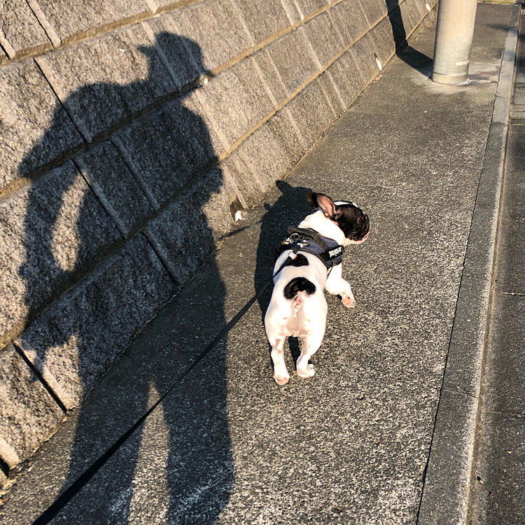 今日は気温が上がる前に朝散歩行って来ました😀