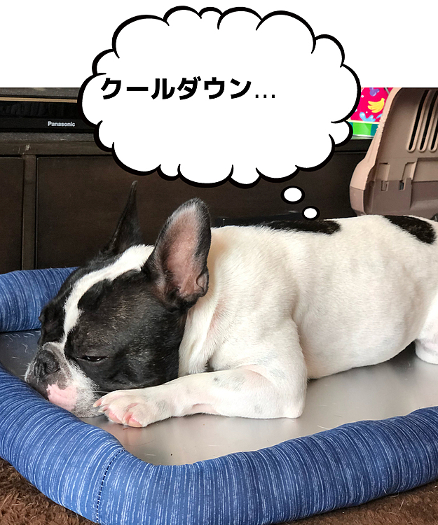 帰ってきたらヒンヤリプレートに乗って気持ち良さそうです😁