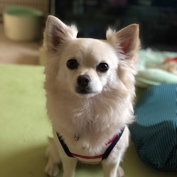 おはようございます☀
早よ支度してお散歩に連れてけっていう
無言アピールです🤣
小雪の必殺技です✨