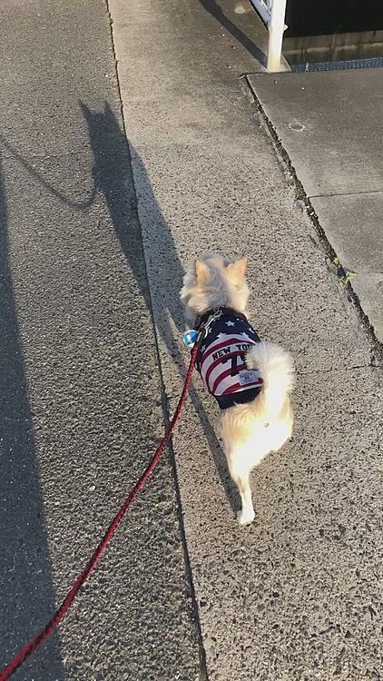 今朝は6:30出発でお散歩へ行ってきました🎵🐶
あかん…すでに日差しガンガン☀️☀️☀️
やっぱり夏は5:30出発しなきゃだわ🥵