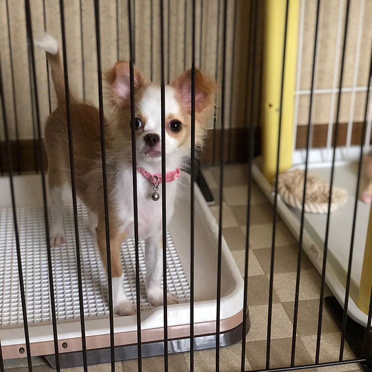 お留守番してた小春🐶
この後、小雪＆小春を連れてプライベートドッグランへ行ってきました🚗
小春は、枯れた葉っぱをモシャモシャしてたね〜🤣