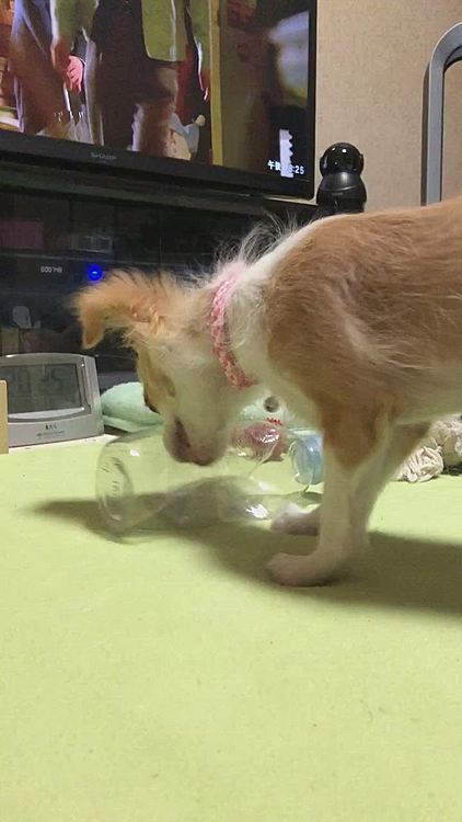 これは昨夜🌙
小春の破壊力が増してきました🤣
どおりで、噛まれた時めちゃくちゃ痛いはずやわぁ😂