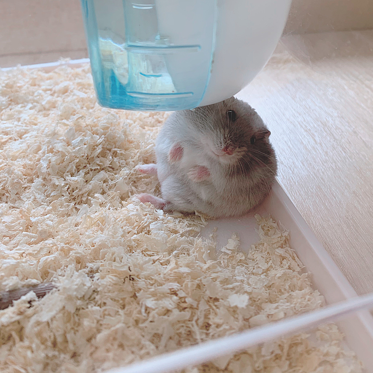 なんかご用ですか？