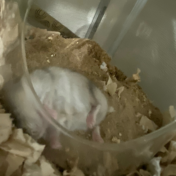 そこで寝んくても....w