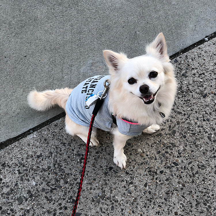 おはようございます☀
今朝は、日差しがキツくなる前(5:30)にお散歩へ行ってきました🎵🐶
やっぱり日差し少ないので暑さがぜんぜんマシで歩きやすかったです🐾👣