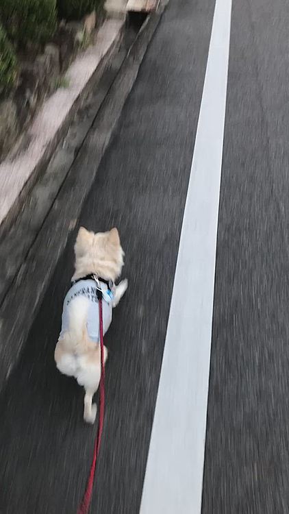 小雪もこの軽快な足取り🐾
歩きやすくてルンルン🎵でした😊

小雪のお散歩の後は…選手交代‼️