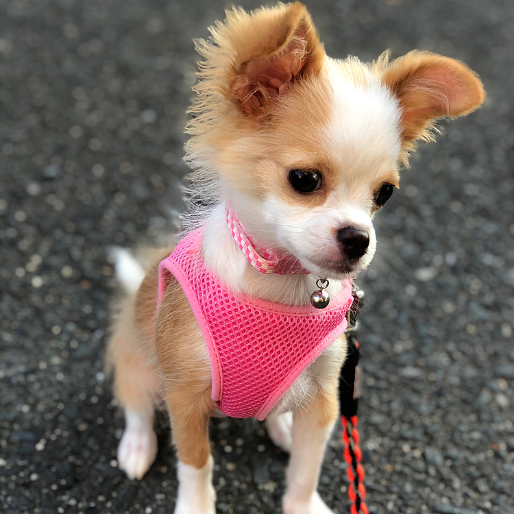 小春、お外に行きました🎵🐶
って言うてもお家の前ですけど🤣
まだまだ暑いので、あんまりお外に行けてないからビビリまくりで、腰引けてるし😂