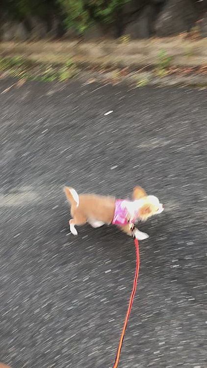 少しずつ慣れてくれればいいよ🎵
焦らず、ゆっくり、小春のペースで慣れていこうね😊
とりあえず、何でも口に入れるのやめようね💦😅
