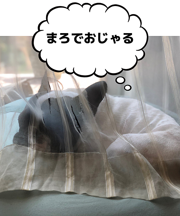 レースのカーテンを被って気持ち良さそうに寝てます。
カーテンのこっち側の方が日が当たらなくて涼しいと思うんですが😅
