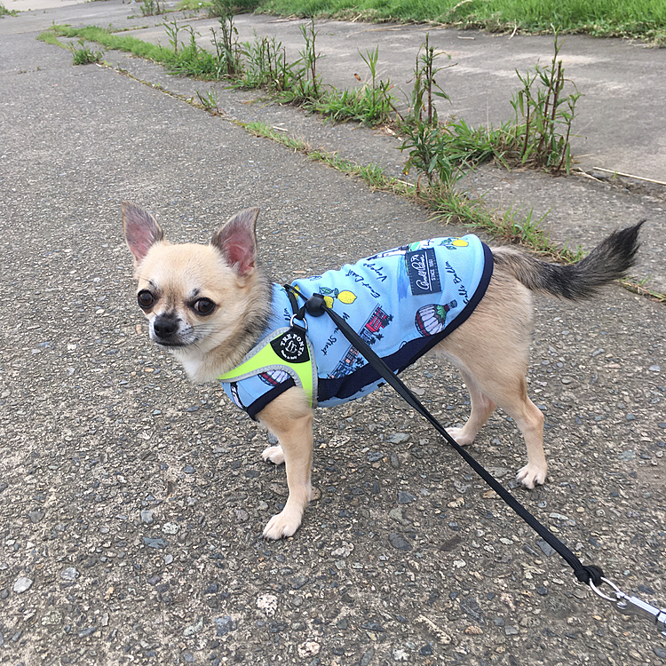 こんばんは🌙
今日は、朝からスッキリしないお天気で蒸し暑1日でした😅
昨日から実家へ帰っていて、毎年8月14日は、夏祭りが開催され花火🎇が上がって賑やかなんですが...