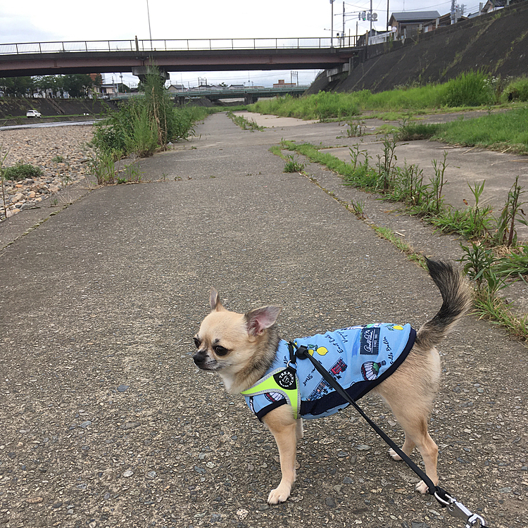 pocoは、橋の向こうの線路に電車🚃が通ってガタンゴトンする度、不思議そうに立ち止まってました🐶💦
