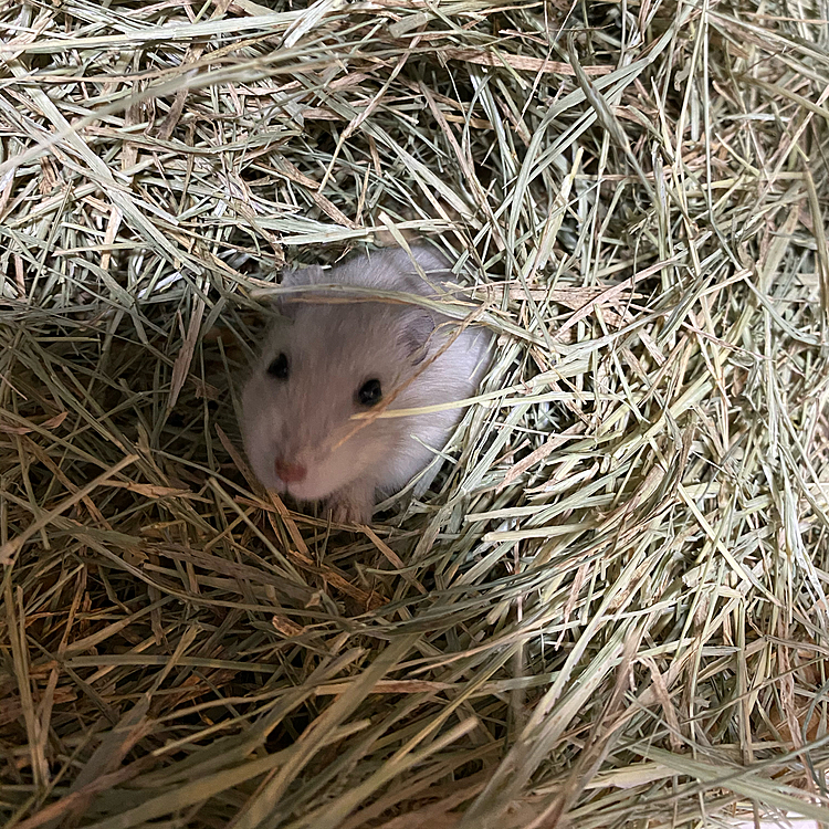 一番古いハムの写真