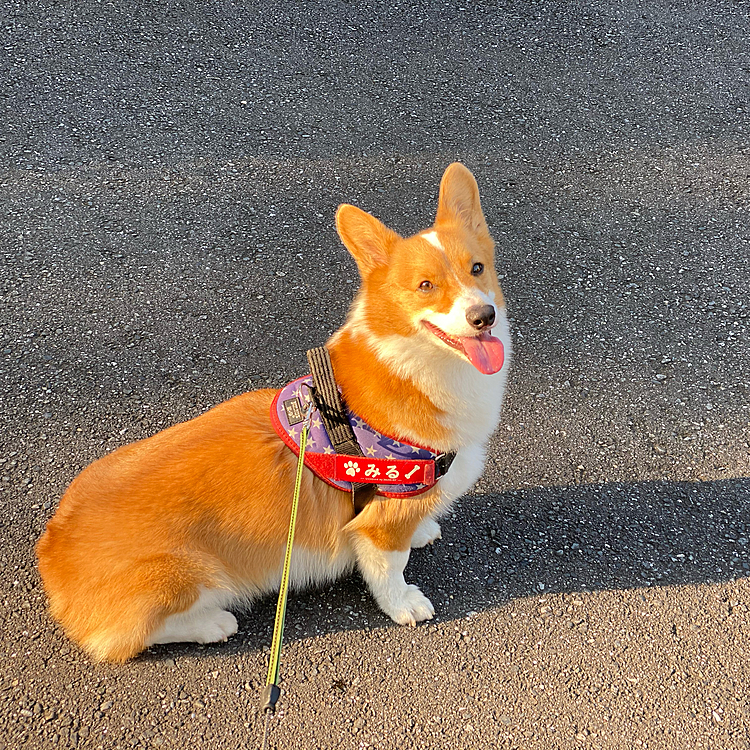 朝日を浴びたら赤ーいキツネさんみたいになりました。