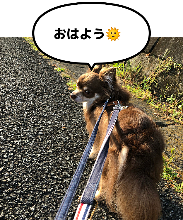 今朝はいつもと違うコースでお散歩に行ってきました🐕✨慣れない道なので前半は抱っこ、後半は見覚えのある道からは自力で😏
すでに暑かったけど、朝日を浴びて、風も少しあって、気持ち良かったです😁