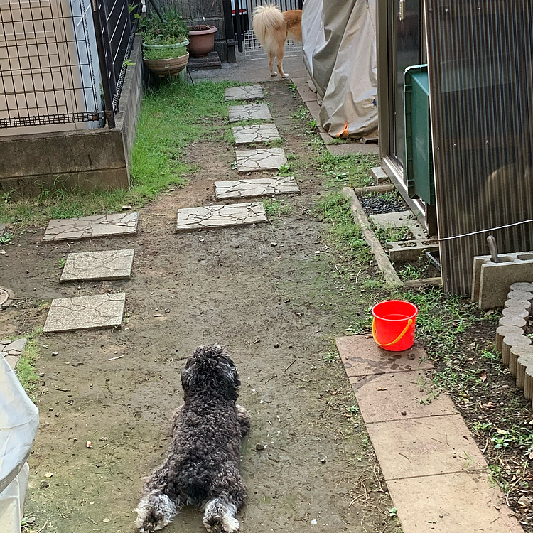 おはようございます🐶
散歩から帰るとララは、庭をぶらぶら🎶
サンは…😅