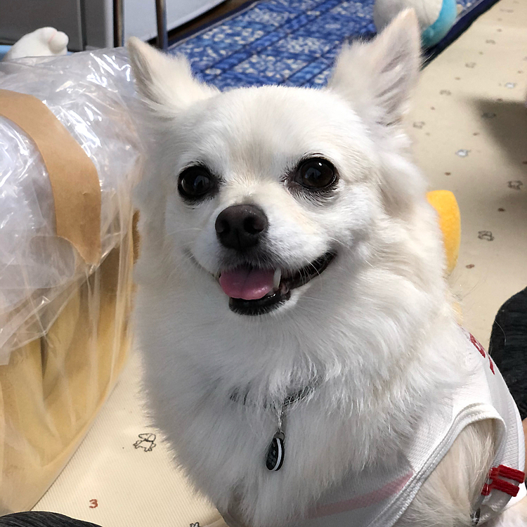 おはようございます☀
またまたラビット小雪です🐶