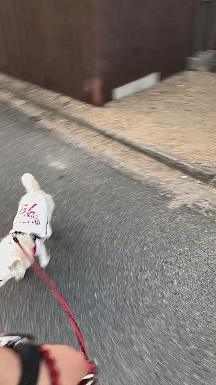 今朝も5:30出発でお散歩へ行ってきました🎵🐶
もう6:00前になると日差しがキツくなってきますね💦
帰り道は日陰を探しながら歩きました🐾👣