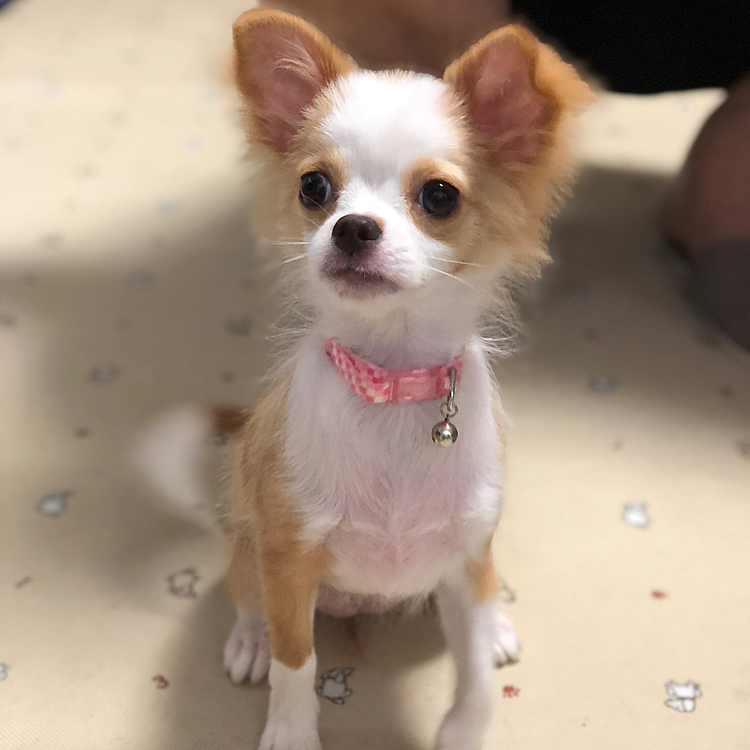 小春もちょっとだけお外に出たね〜🎵🐶