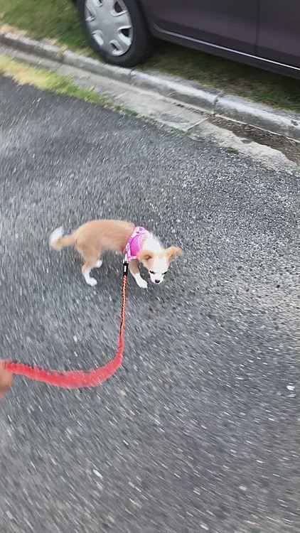 お隣のブラン君(シーズー)には会えなかったけど、お父さんに会ったね🎵
今度はブラン君に会ってご挨拶しようね👍