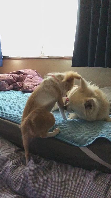 眠たい小雪🐶
遊びたい小春🐶
小春もベッド🛏へ登れるようになってきました✨
でもチッチしそうやから、すぐ降ろします😅
ケージ外のトイレレッスンが難航しておりまする😭