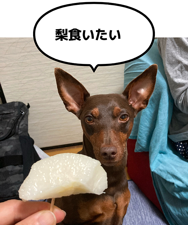 梨好きだよねぇ…
いつになく真剣な顔する😆