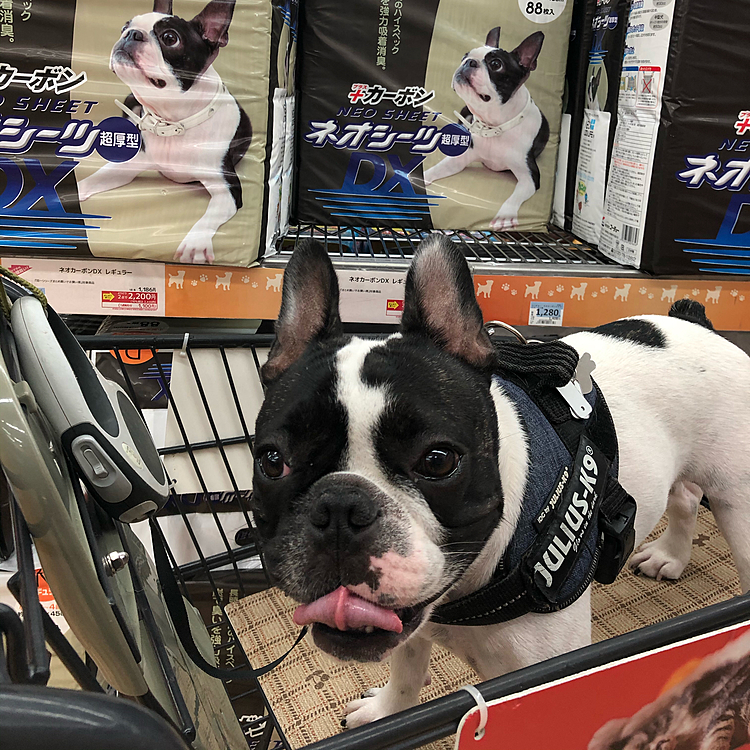 ペットシーツ購入😀