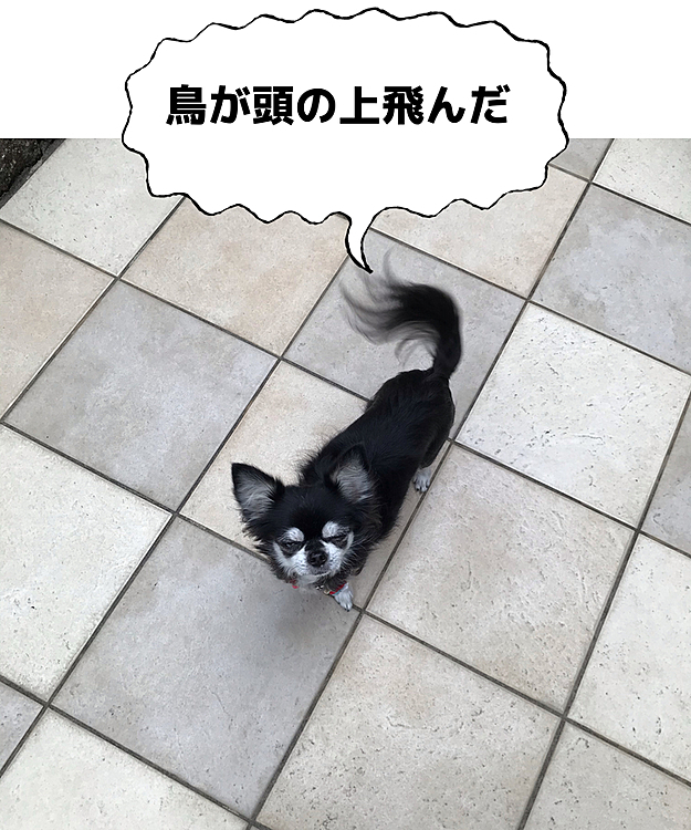 こんにちは😃
暑い暑い😵お散歩も暑くて行けない💦
ちょっと前、ひなが庭に出たらカラスが低空飛行💦💦
連れ去られるかとビックリ‼️
