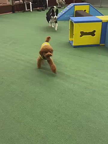 最近はドッグランに行ってもほとんどランランしないのですが、珍しく若いボーダーコリーちゃんに仕掛けに行きます💨
お、ハッピーの方が優勢かな😆
