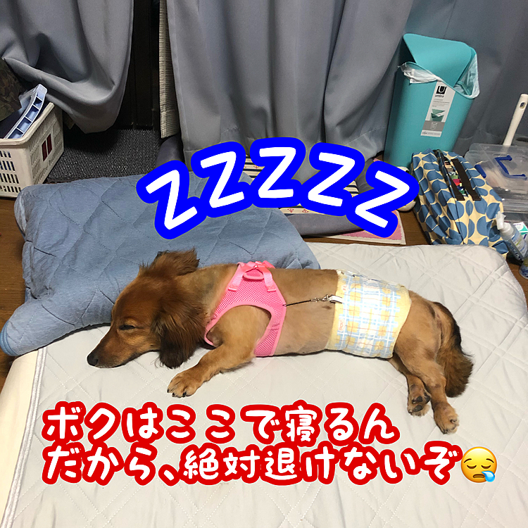 明日から仕事なんだから寝かせてよ～💦
ﾁ───(´-ω-｀)───ﾝ💦💦💦