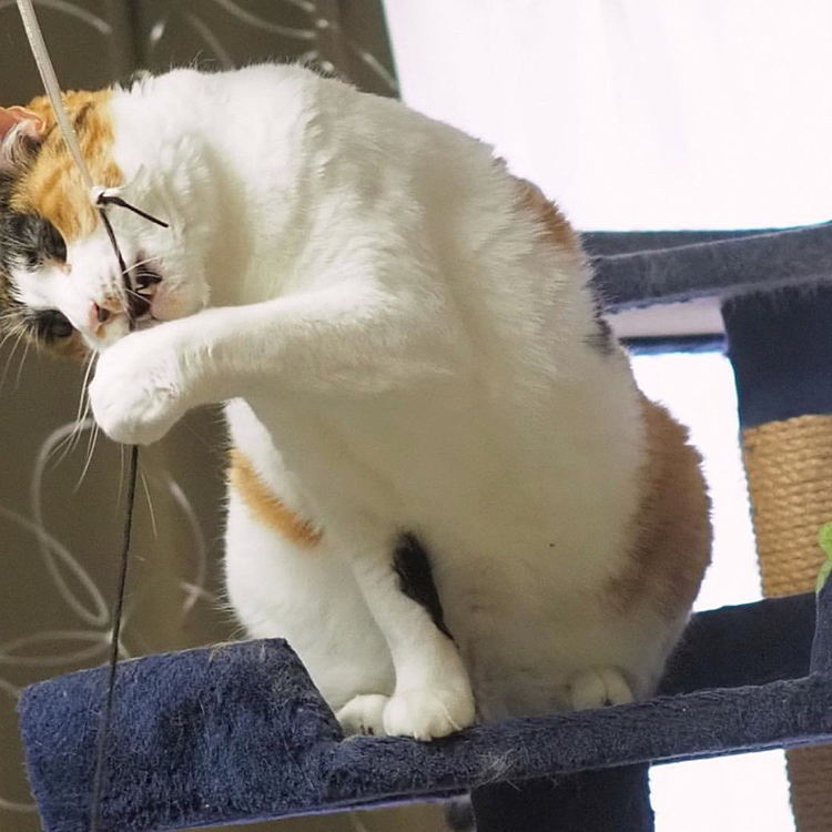 楽しいにゃ