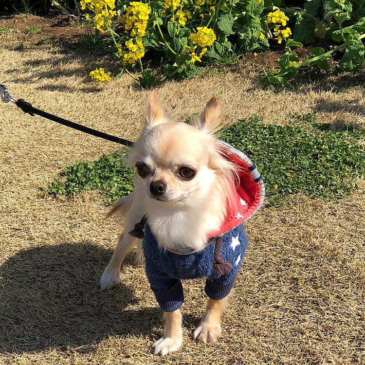 こんにちは☀️
菜の花が咲いていて綺麗でした😆
ポカポカ陽気で春を感じることができました😊🐶