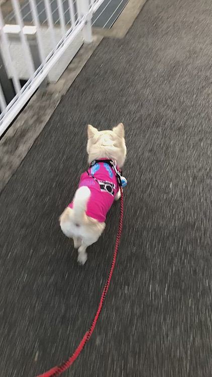 小雪は今朝も元気いっぱいお散歩してきました🎵🐶
後半はちょっとバテました🐶
朝から暑いもん、そりゃバテるわなぁ😅
お家でゆっくりお昼寝してね👍
