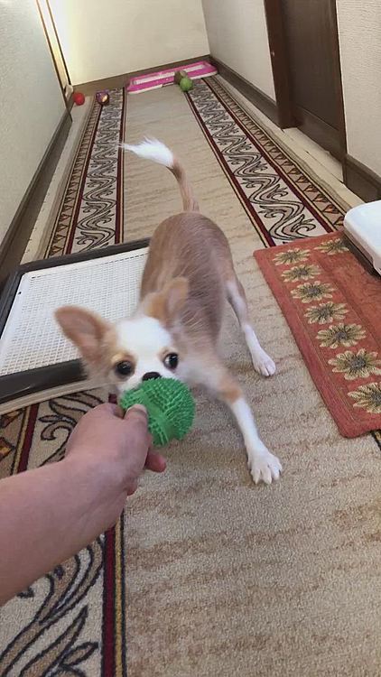 小春はお家でボール遊び🎵🐶
でも少し目離したら…イタズラします💦
今はジャージの腰紐がマイブームです🤣
元気いっぱいヤンチャです👍