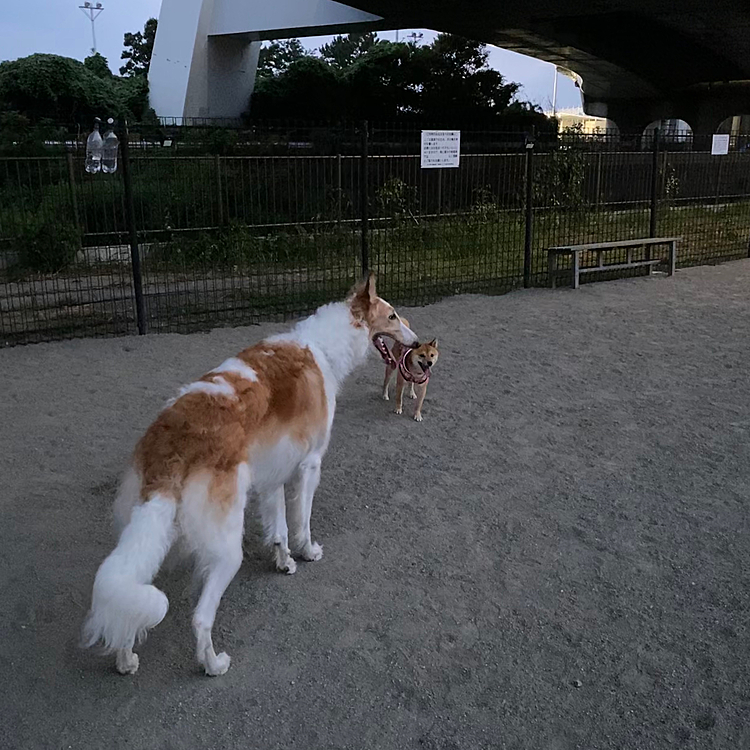 土曜、日曜と夕方からドッグランに行きました😊
写真は日曜の時のものです🤳
大きいわんこさんに遊んでもらいましたが、何回か怖くてワン❗️してました😆
櫂がワン❗️しても吠え返さないやさしいわんこさんでした😌💕