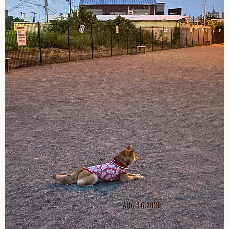 7月にドッグラン再開して、だんだん以前のように遊べるようになってきた感じです😊
