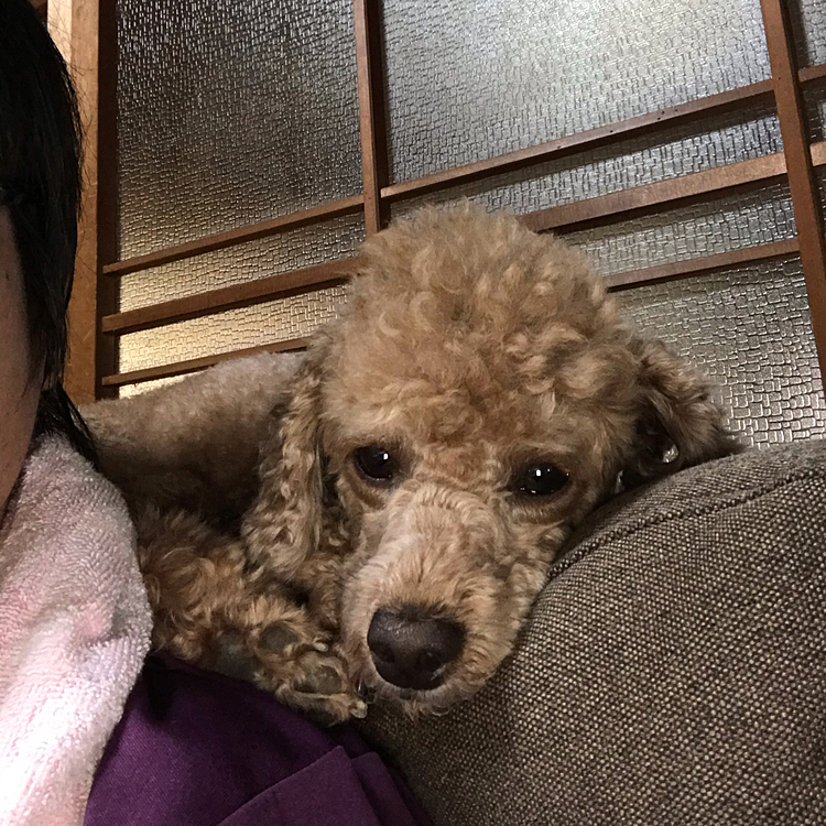 8/17
毎日、暑いですね😔
人間で言うと毎日熱発してる状態ですね😩
昨日、一昨日は実家の畳干しを手伝ってましたが、暑いのなんの😫汗だくでやってました。アラシはそんな中ウロウロして落ち着かない様子😥そんだけ、ウロウロしたら、疲れるよね。
