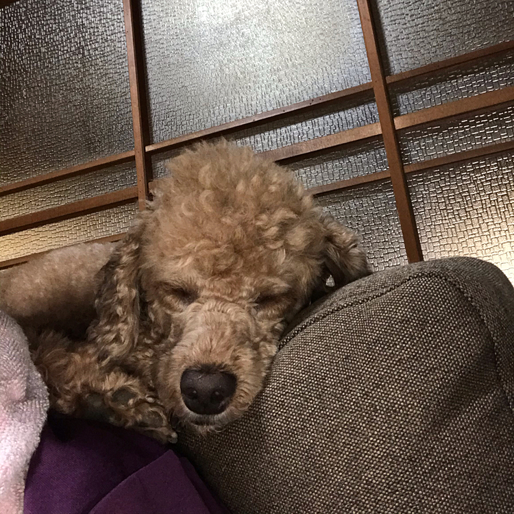 一息ついてると、ソファーの上で私の肩にあごのせして寝はじめました😍
うちの実家は田舎なので、夜な夜な獣が徘徊しにやってきます。その都度外に向かってワンワンと吠えるため、みんな寝不足な日々でした😅